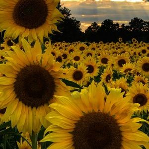 Meet your Posher, Peninakai